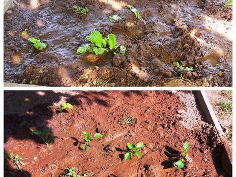 Plantação de alfaces, pimentos e tomates.